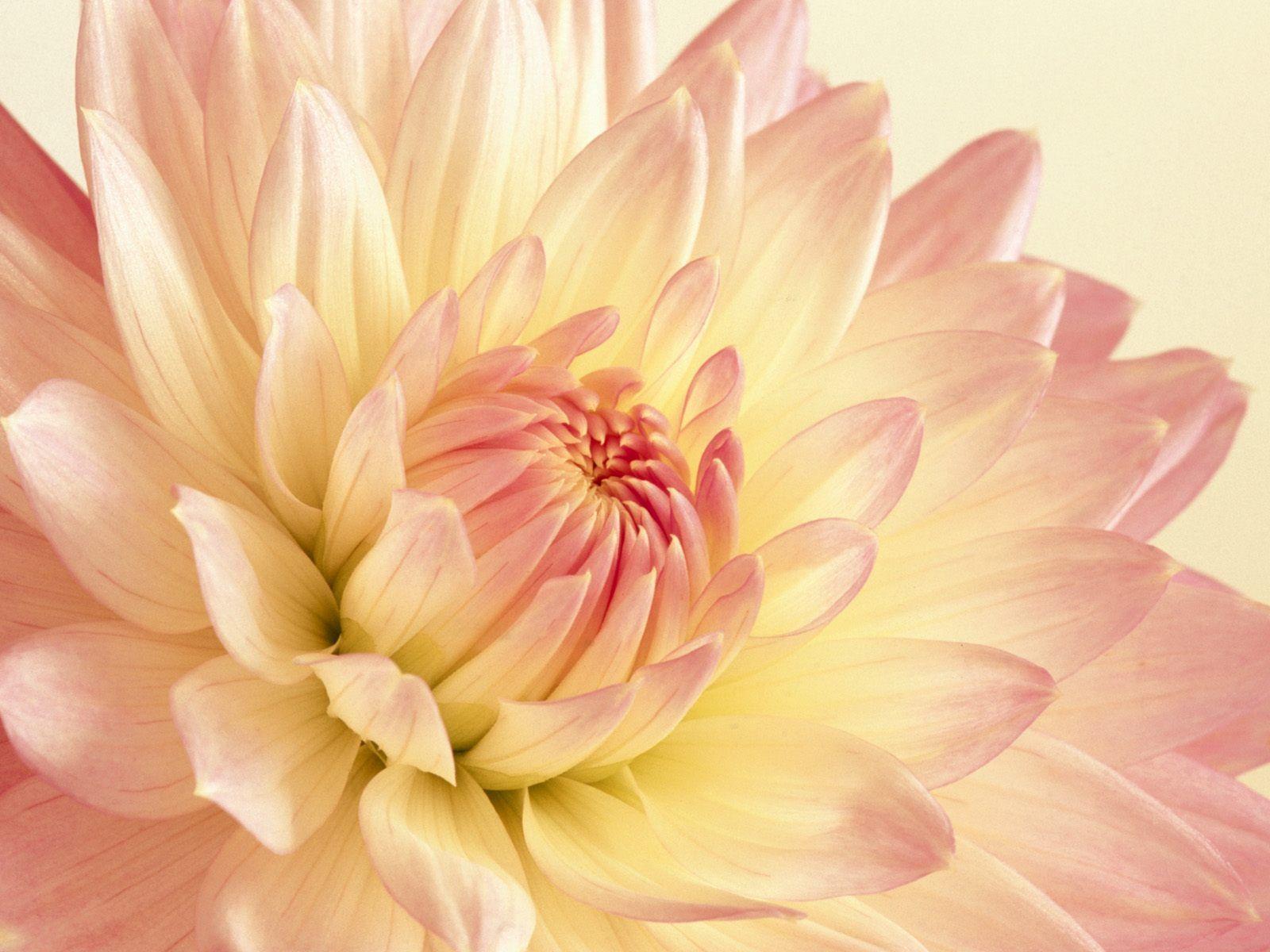 Pale Pink and Yellow Dahlia Wallpaper