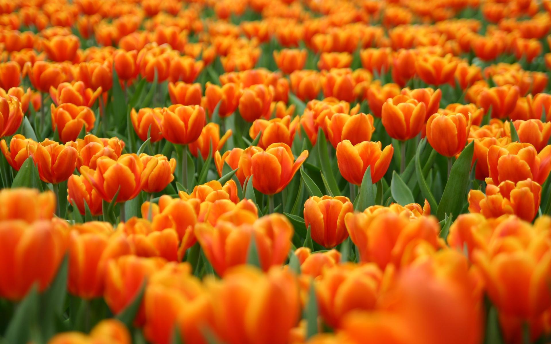 Tulip World HD wallpaper 1920x1200 HD wallpaper desktop