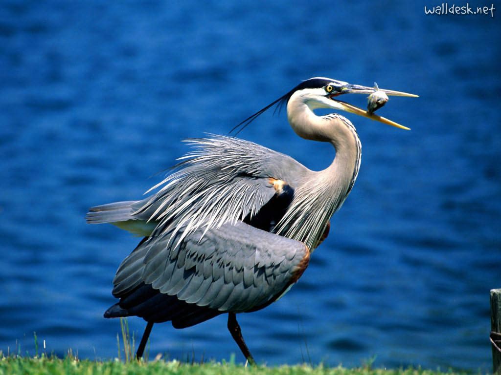 Heron Wallpapers - Wallpaper Cave