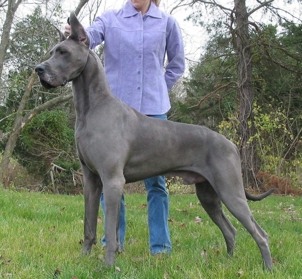 Great Dane dog with the owner photo and wallpaper. Beautiful Great