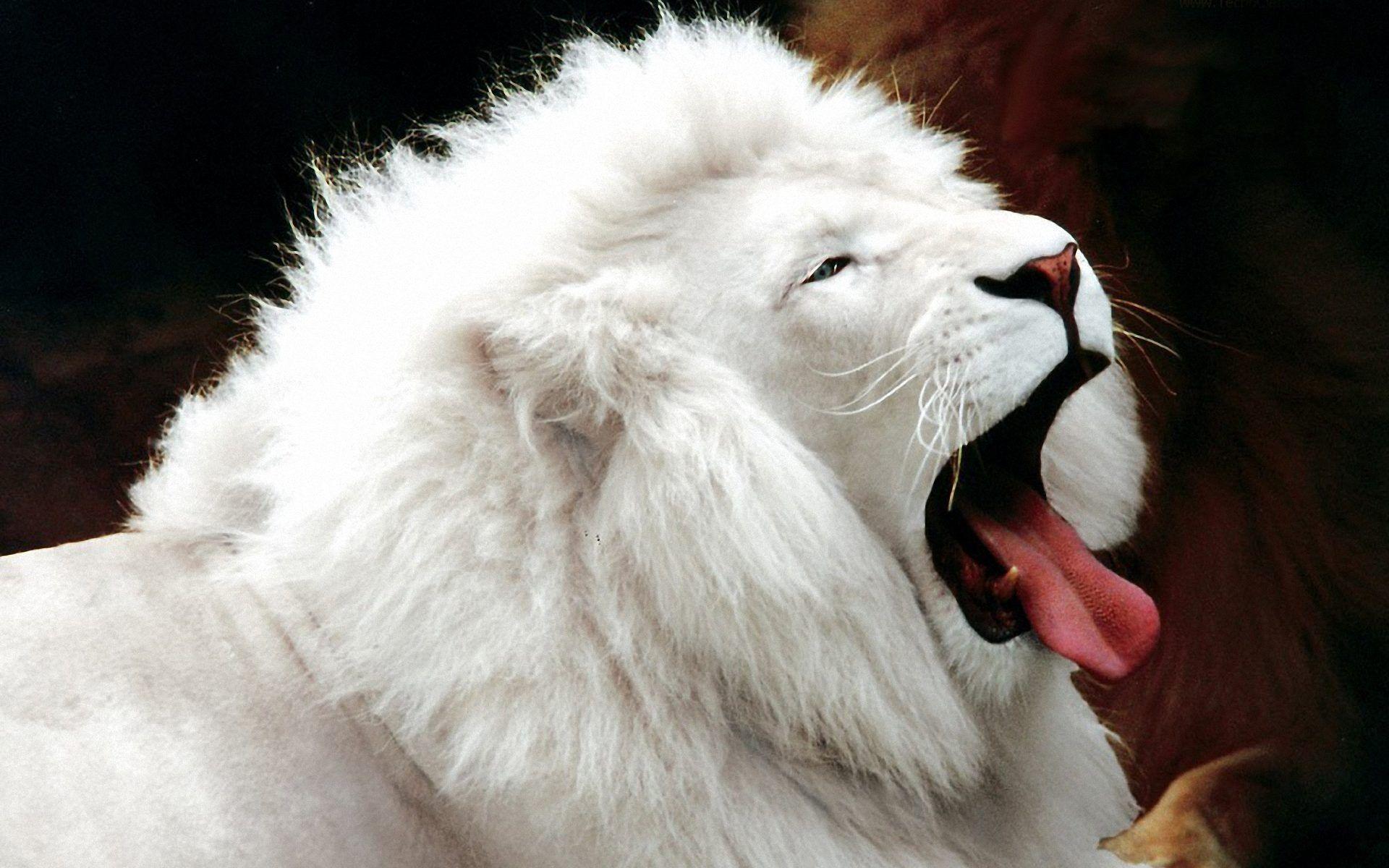 White Lion Wallpaper Full HD
