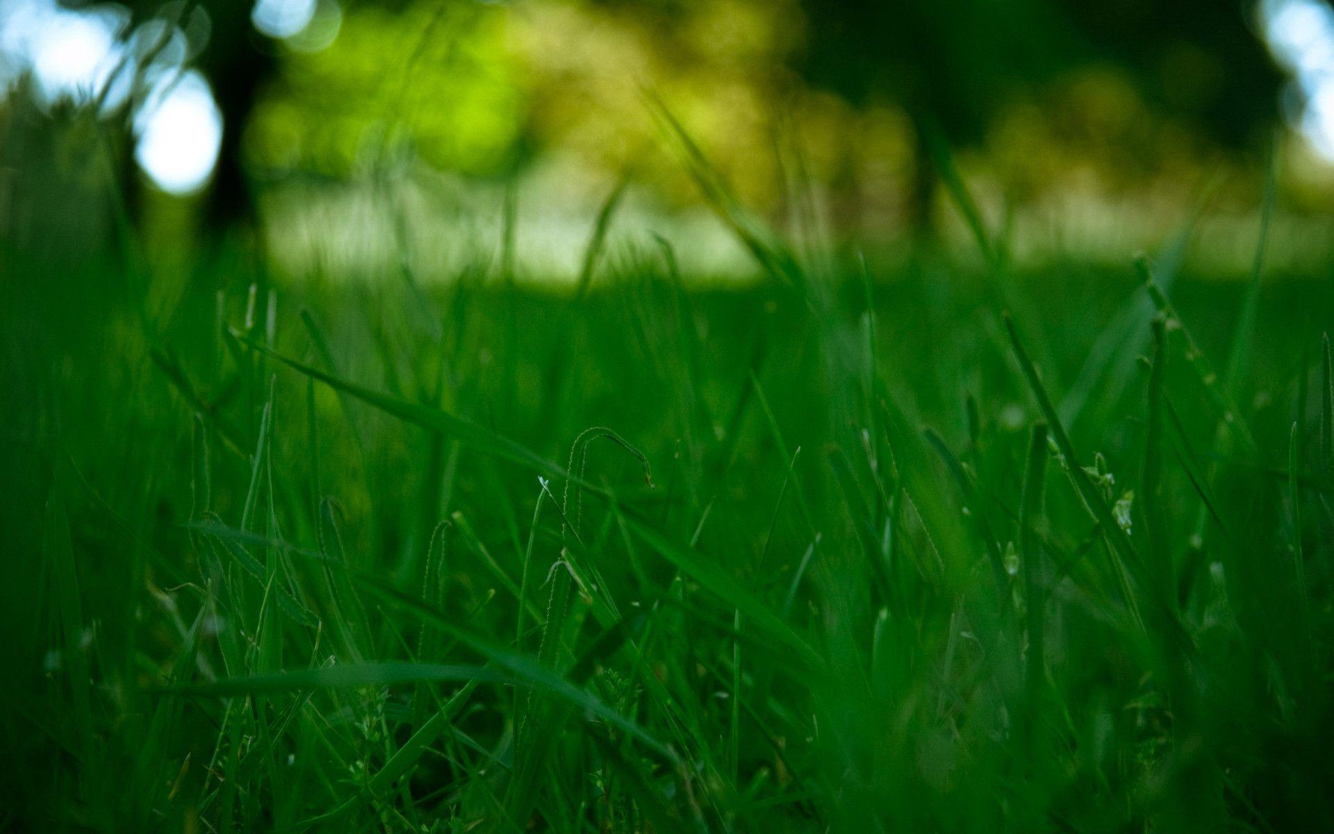 Green Grass HD Wallpaper. Green HD Wallpaper