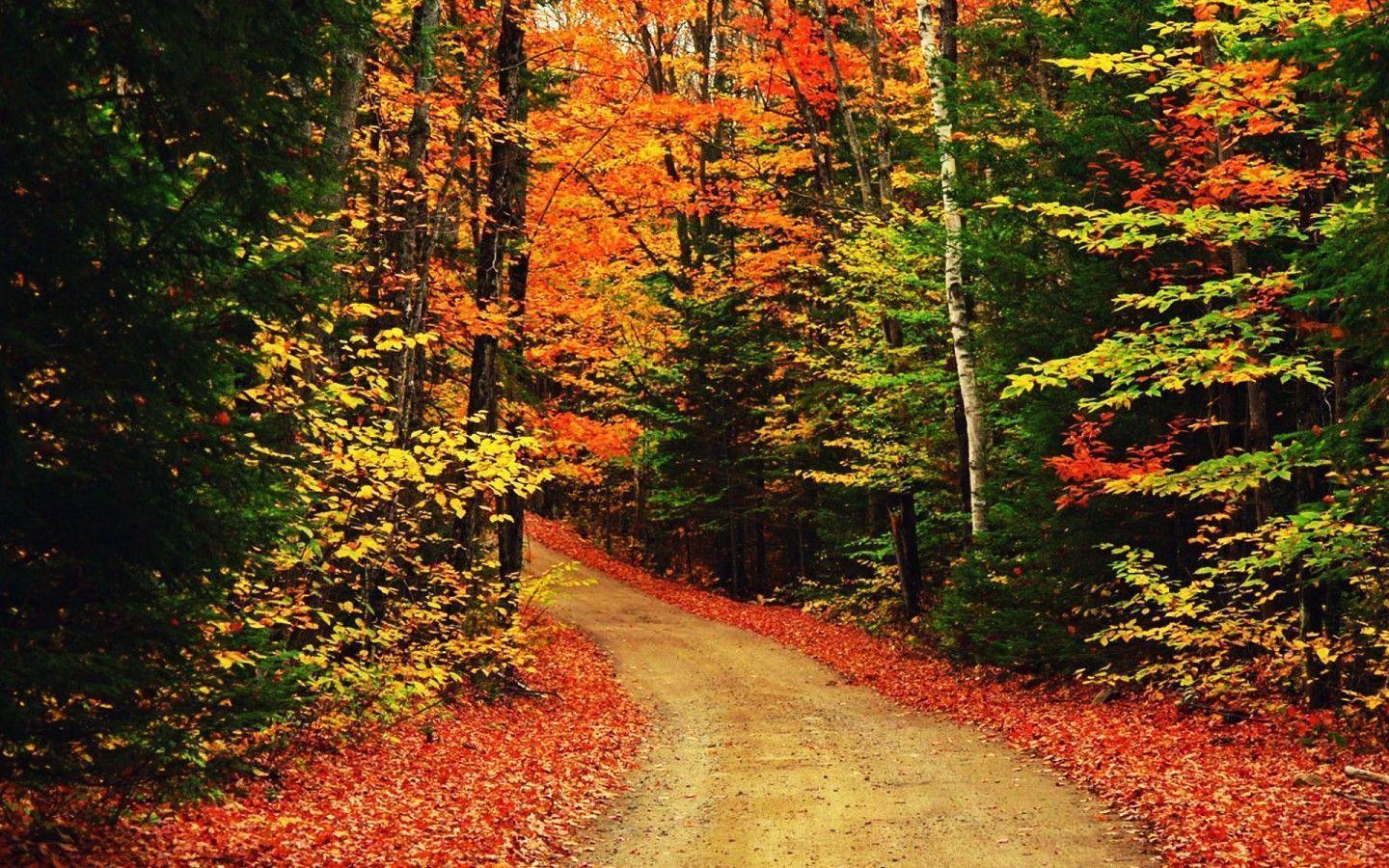Autumn Trees Desktop Wallpaper