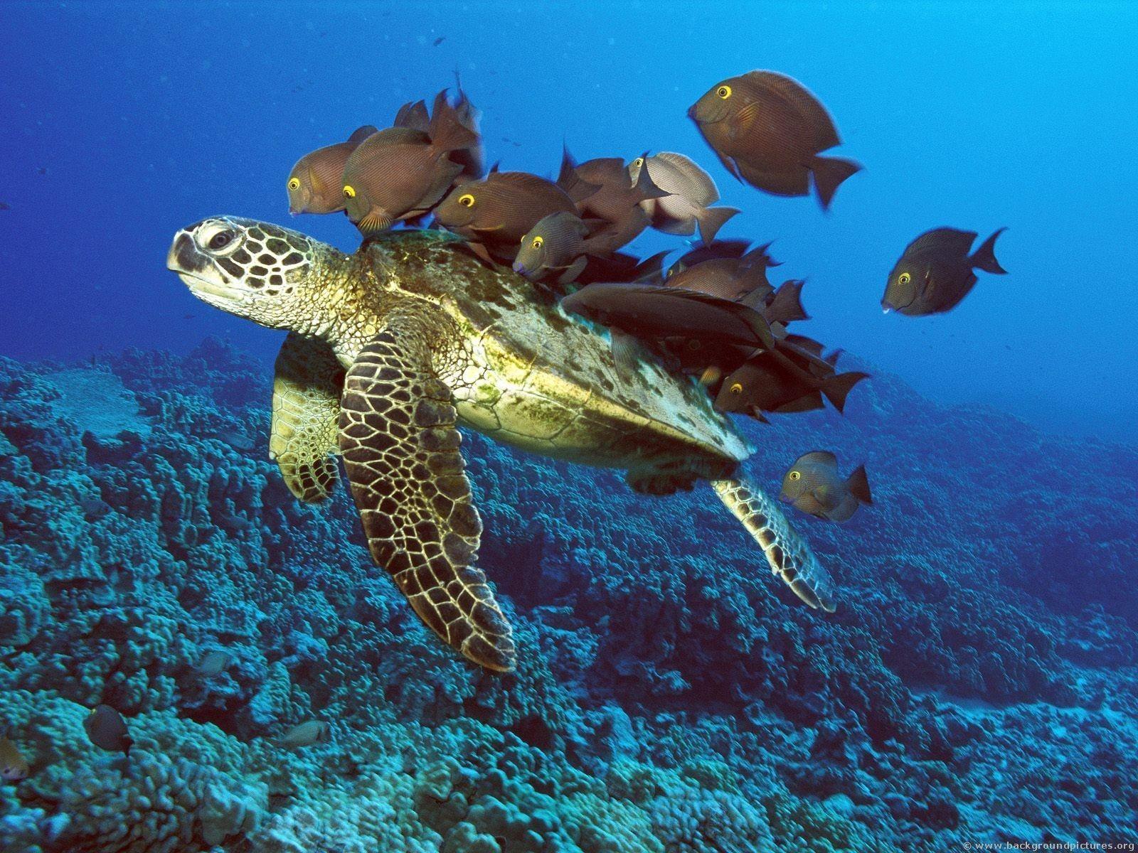 Cute Turtle Sea Desktop Wallpaper Animal taken from Sea Turtle