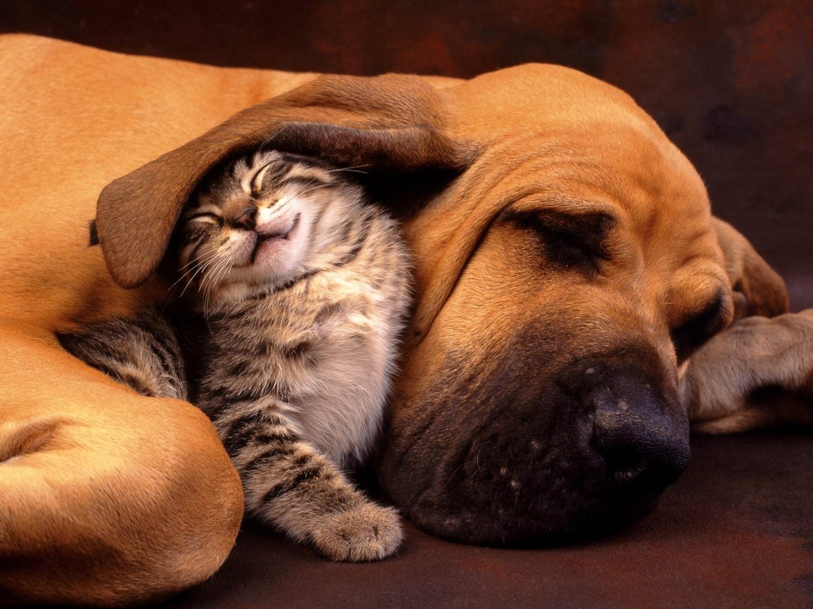 Cute Cat and Bloodhound #