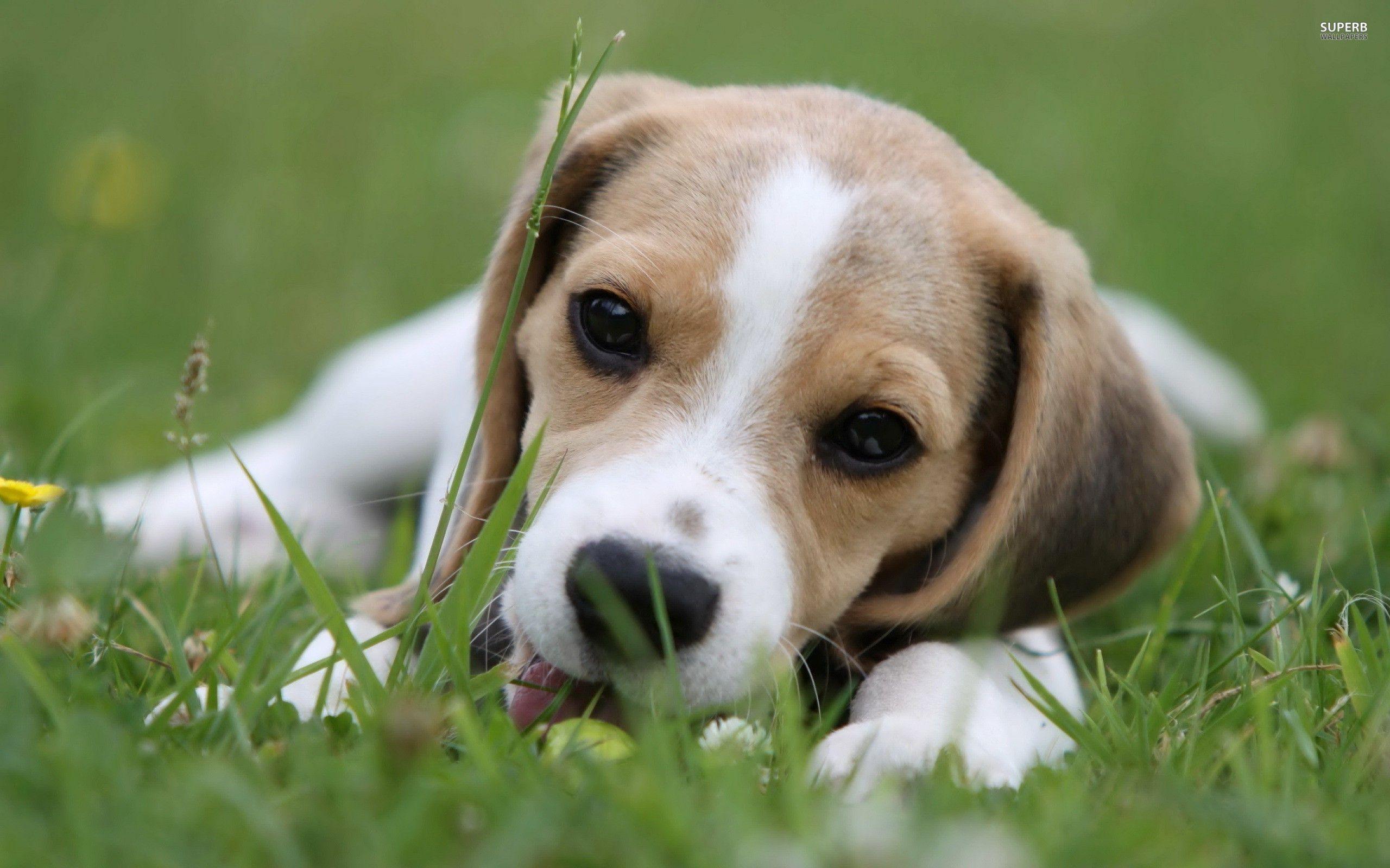 Beagle Puppy  Wallpapers  Wallpaper  Cave