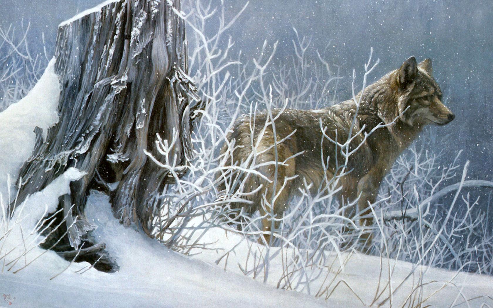 Snowy wolf free desktop background wallpaper image