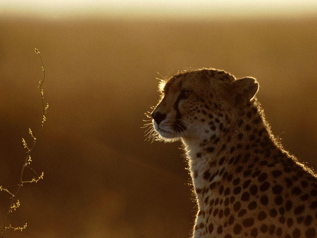 Cheetah in Sunset Exclusive HD Wallpaper #