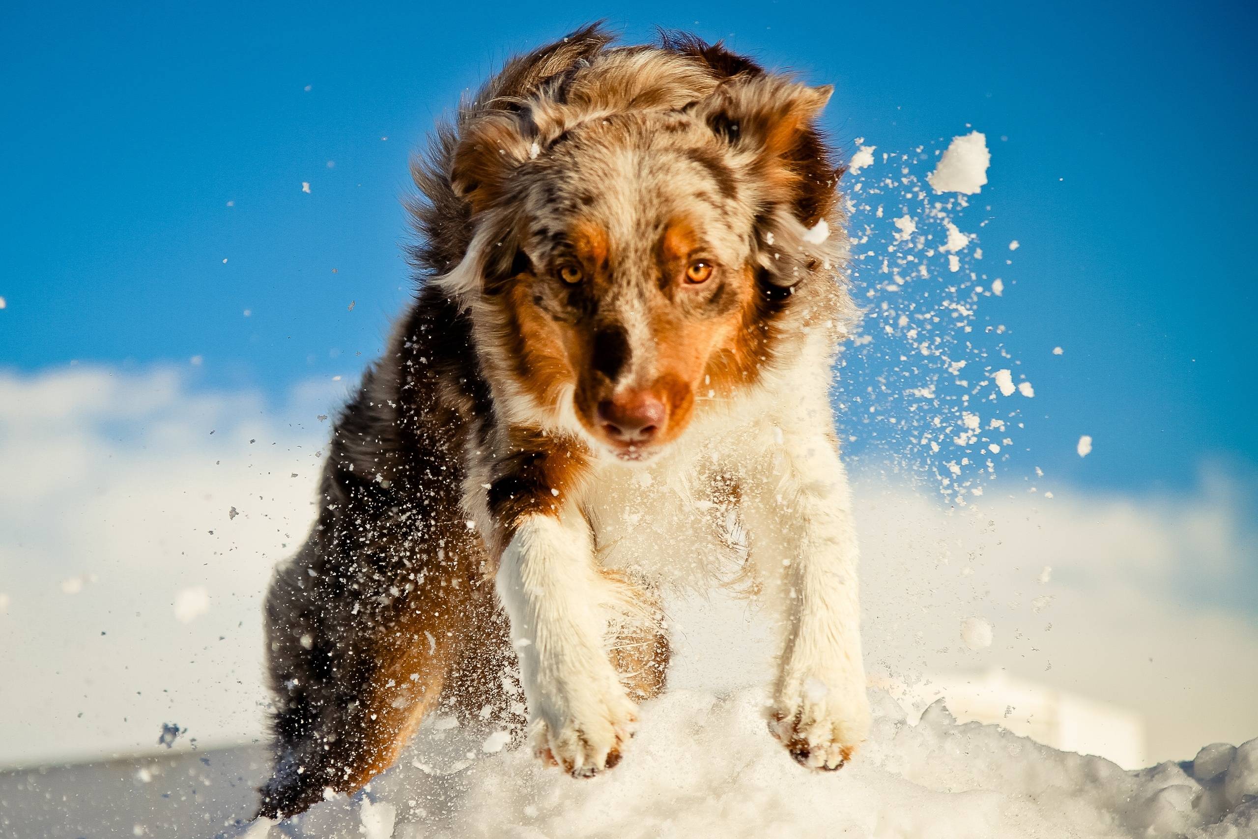 Australian Shepherd Wallpapers - Wallpaper Cave