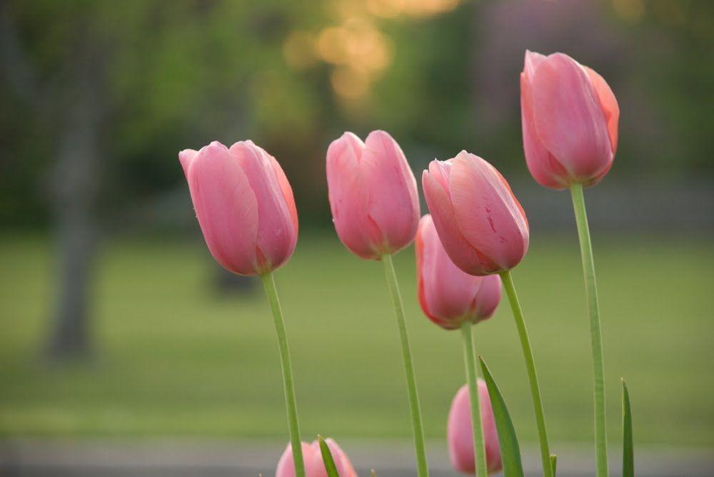 Spectacular Pink Tulips Wallpaper HD Desktop Wallpaper