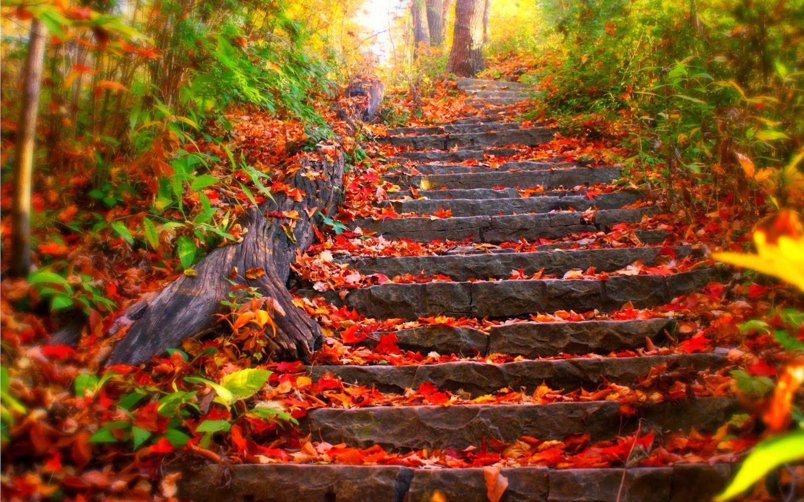 HD Wallpaper Beautiful Autumn Landscape Wallpaper Android Beach