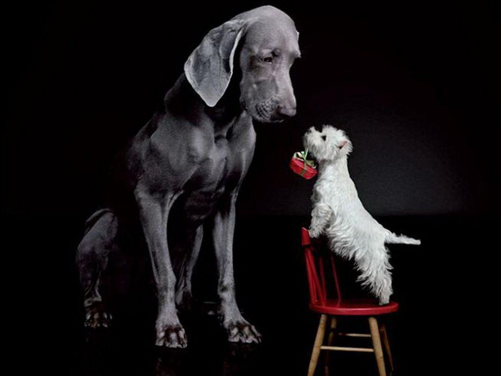 Happy birthday my sweety., Desktop and mobile wallpaper