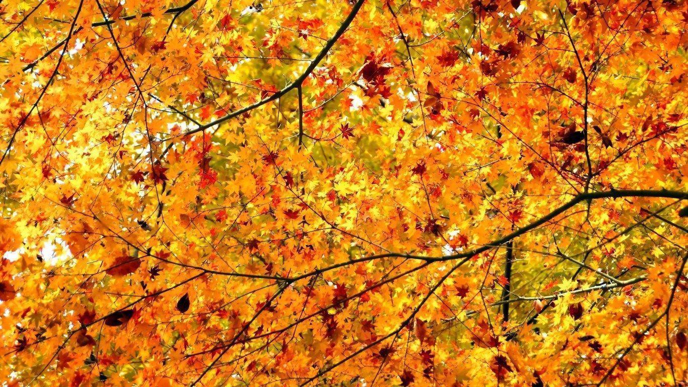 Autumn 1366×768 Wallpaper. HD Wallpaper, background high