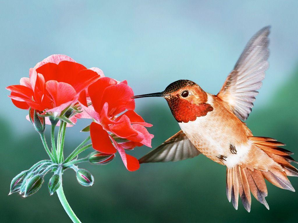 Rufous Hummingbird HD Wallpaper Wallpaper Inn