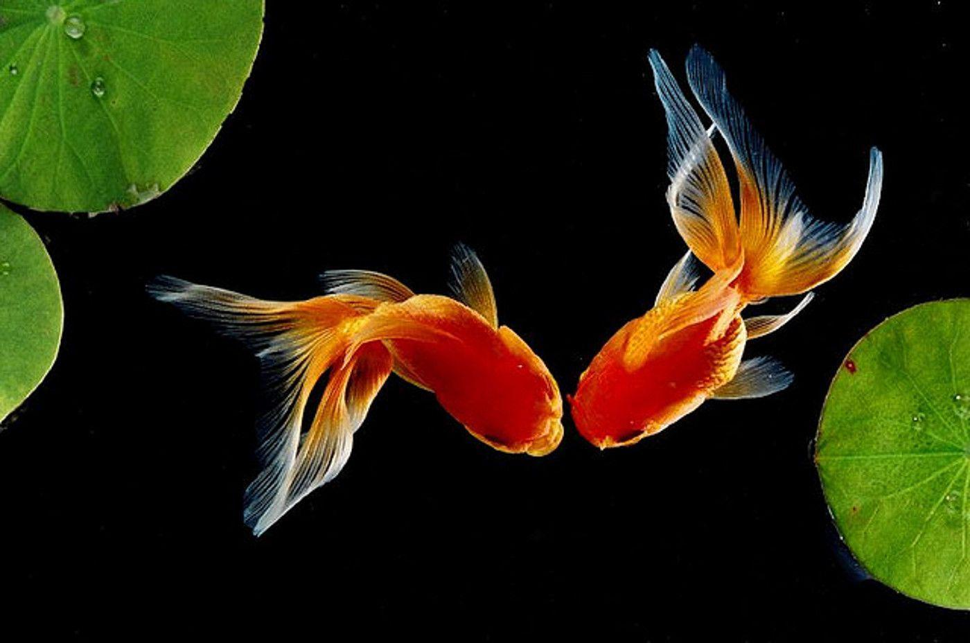 Goldfish Desktop Wallpaper