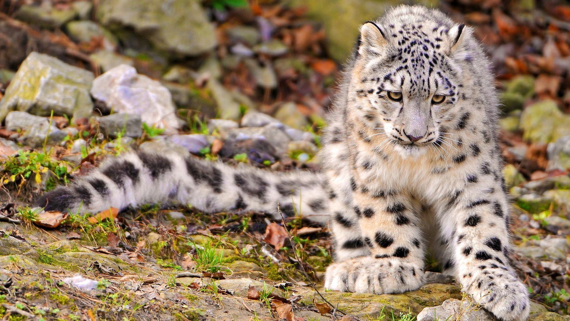 snow leopard wallpaper, cat, muzzle, paws, furry. HD Desktop
