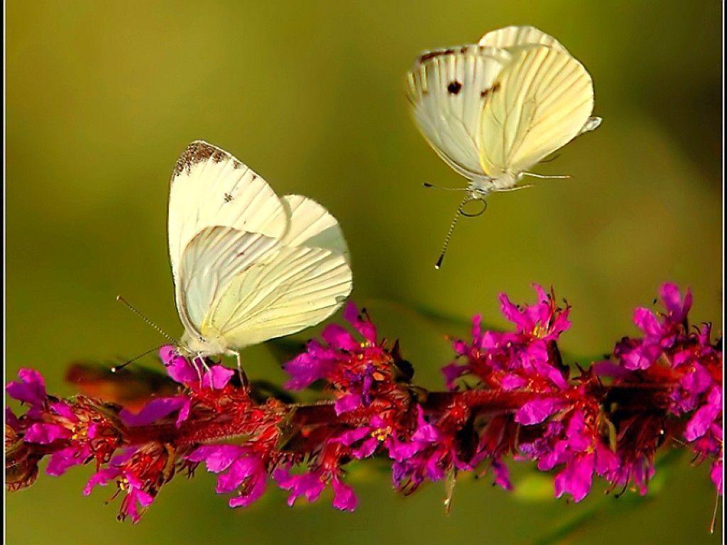 butterfly with flowers