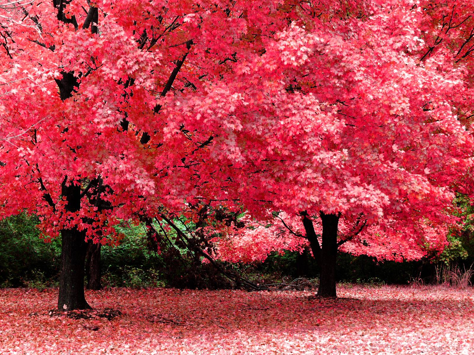 Autumn Pink Maple Trees Desktop Free Wallpaper