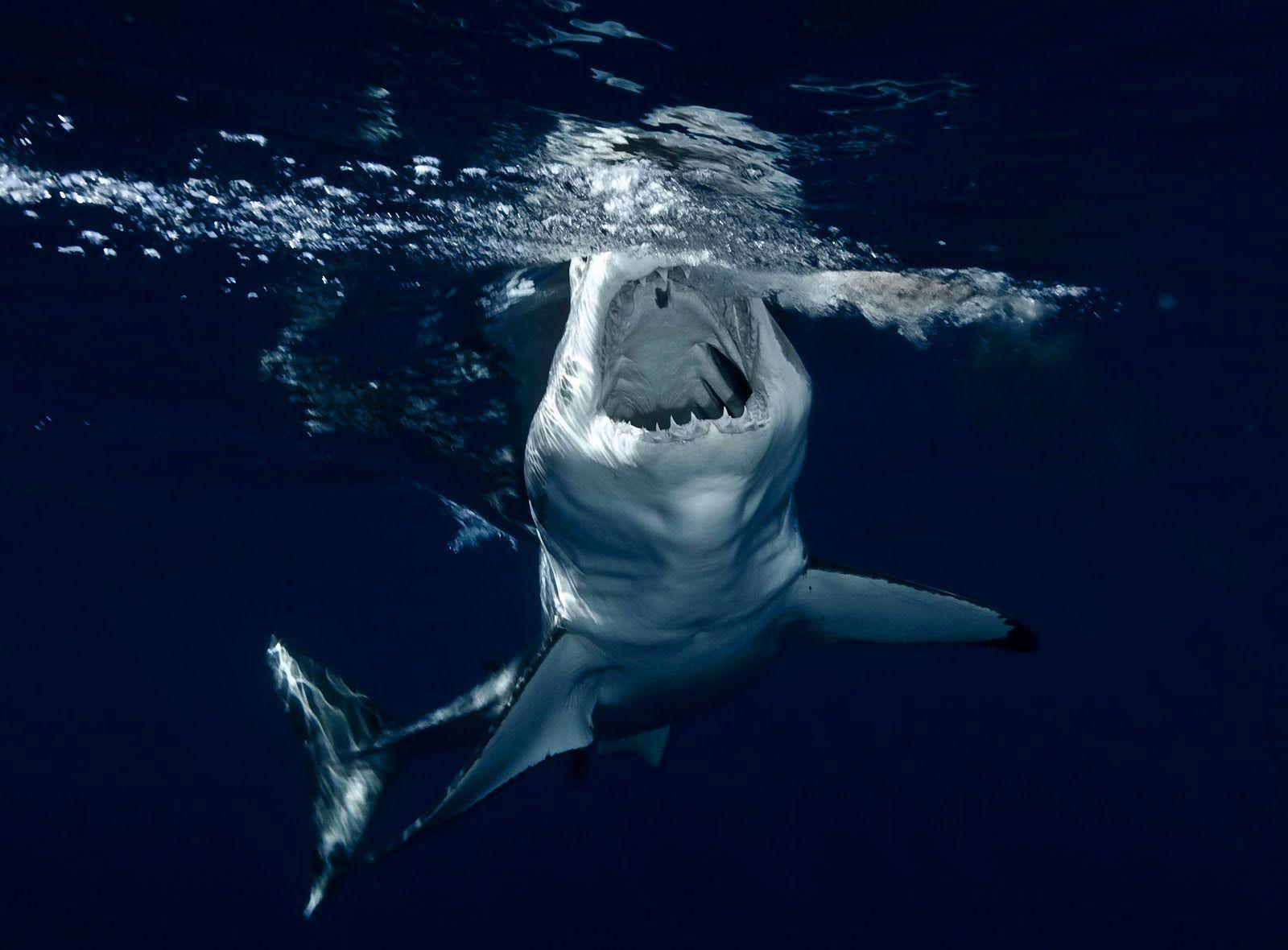 Shark Wallpaper HD Shark Picture