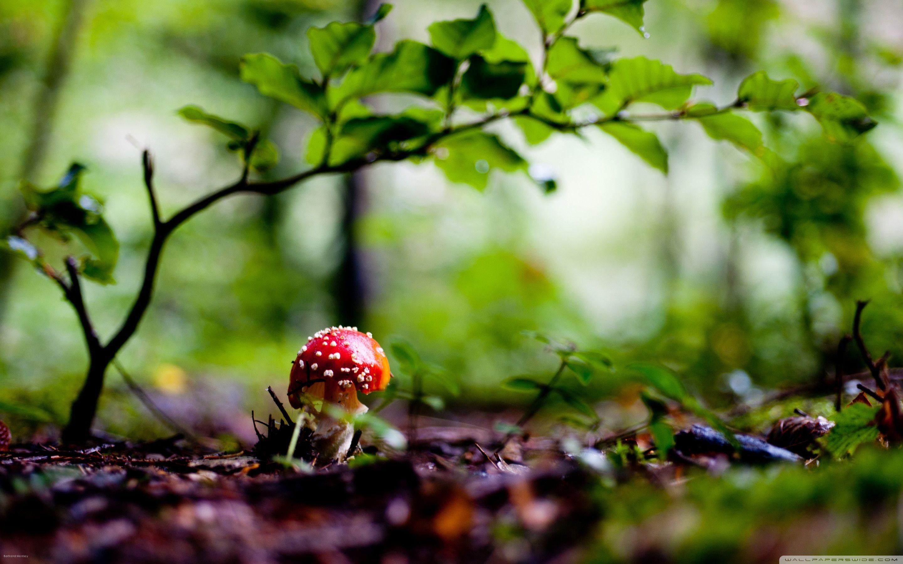 Red mushroom wallpaper and image, picture, photo