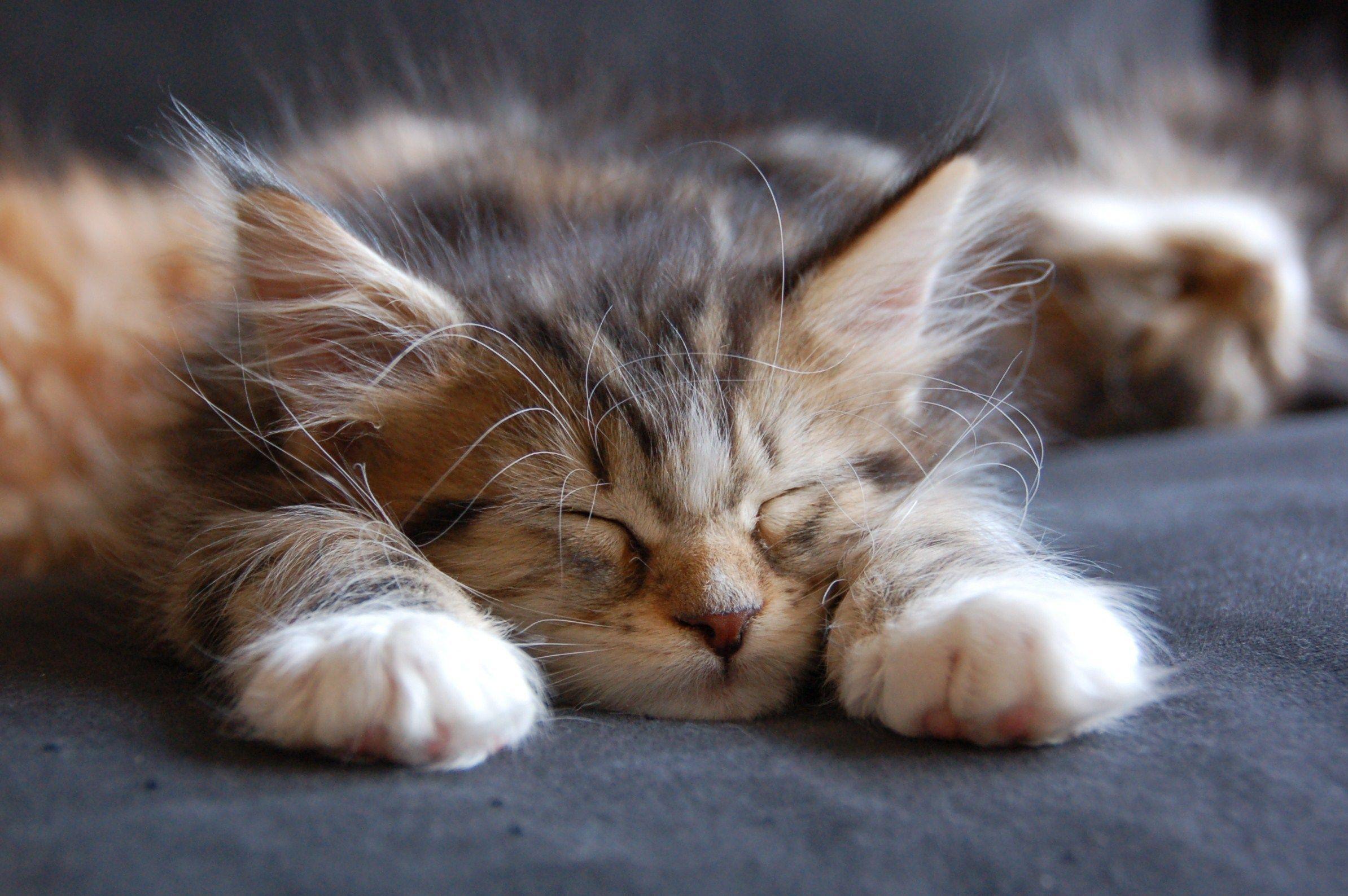 Kid Maine Coon fell asleep wallpaper and image