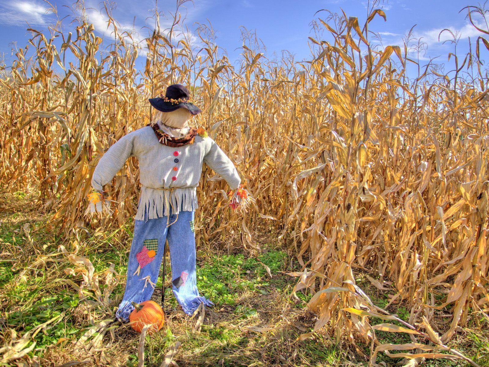 Scarecrow Wallpaper, Free Scarecrow In Field Wallpaper