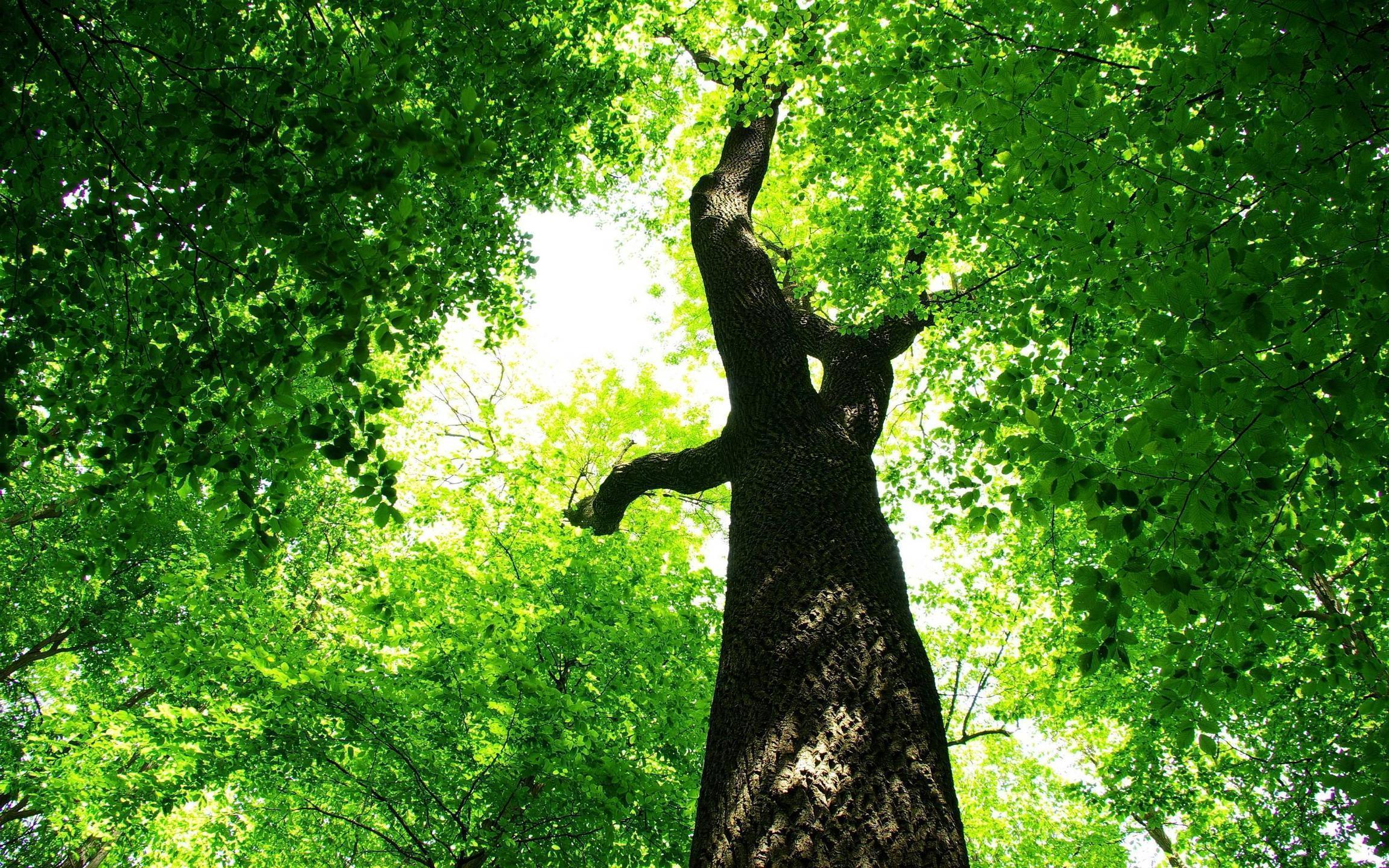 Summer green tree foliage Wallpaper