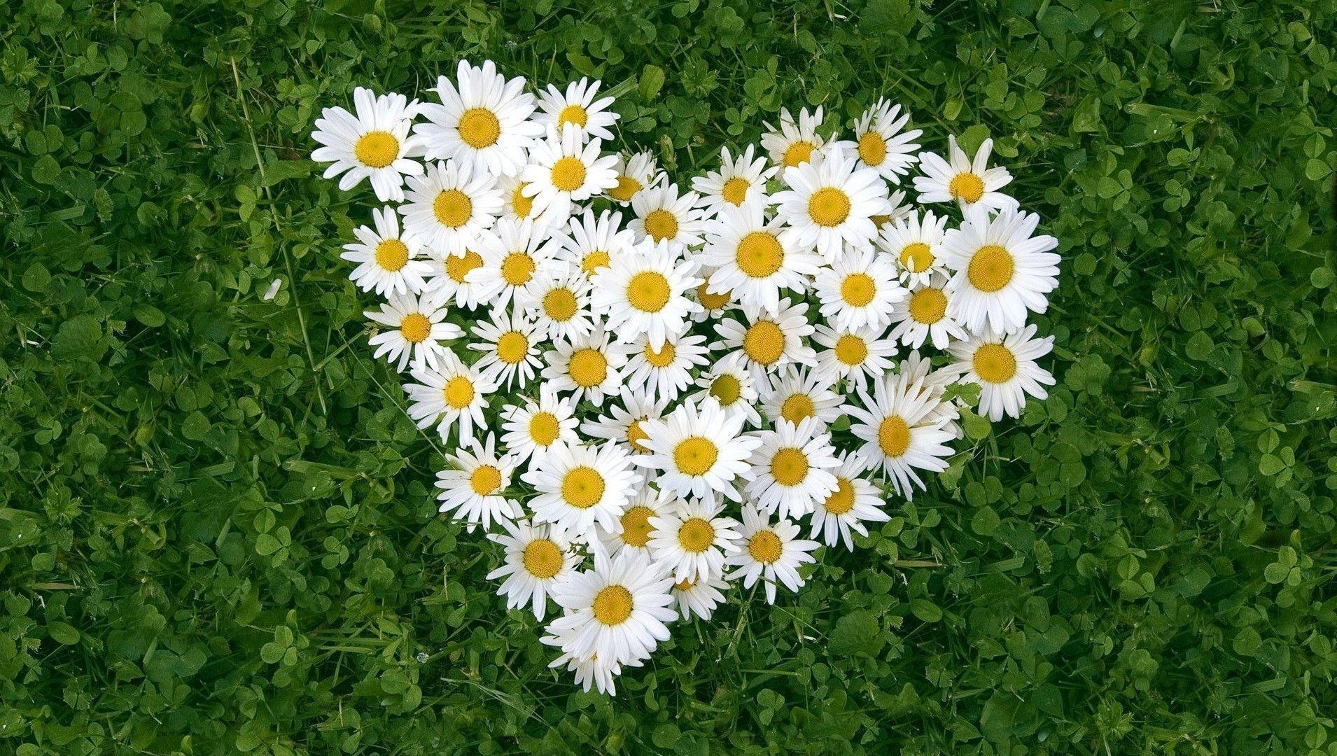 Daisy Flowers Love Heart on Green Grass Free and Wallpaper