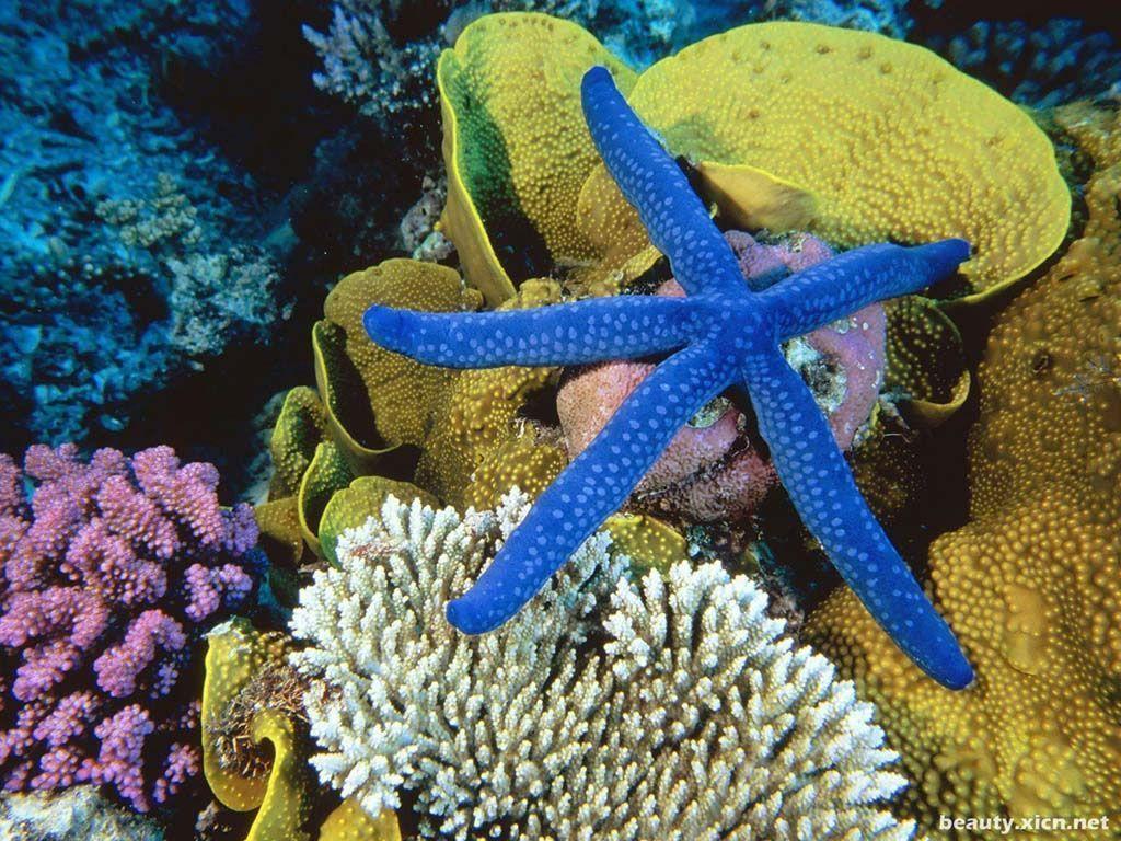 Free Undersea Animal Desktop Wallpaper Wallpaper Wallpaper