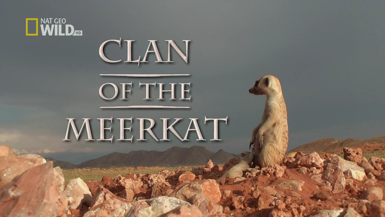 Clan of the Meerkat
