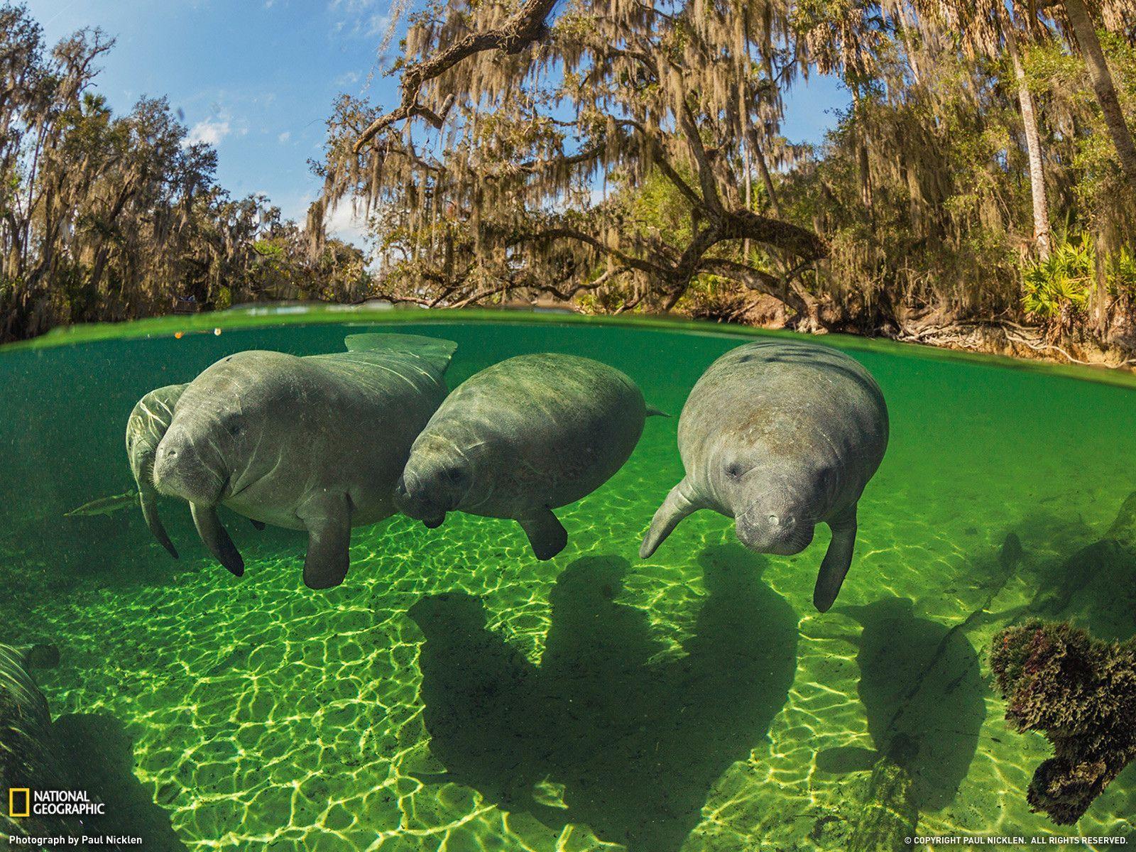 Manatee Picture - Underwater Wallpaper - National Geographic