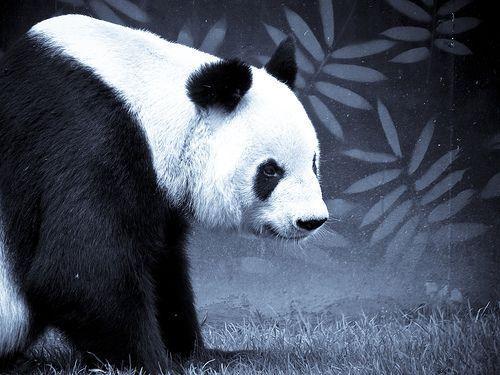 Black and White Panda Bear in Black and White With Bamboo Mural