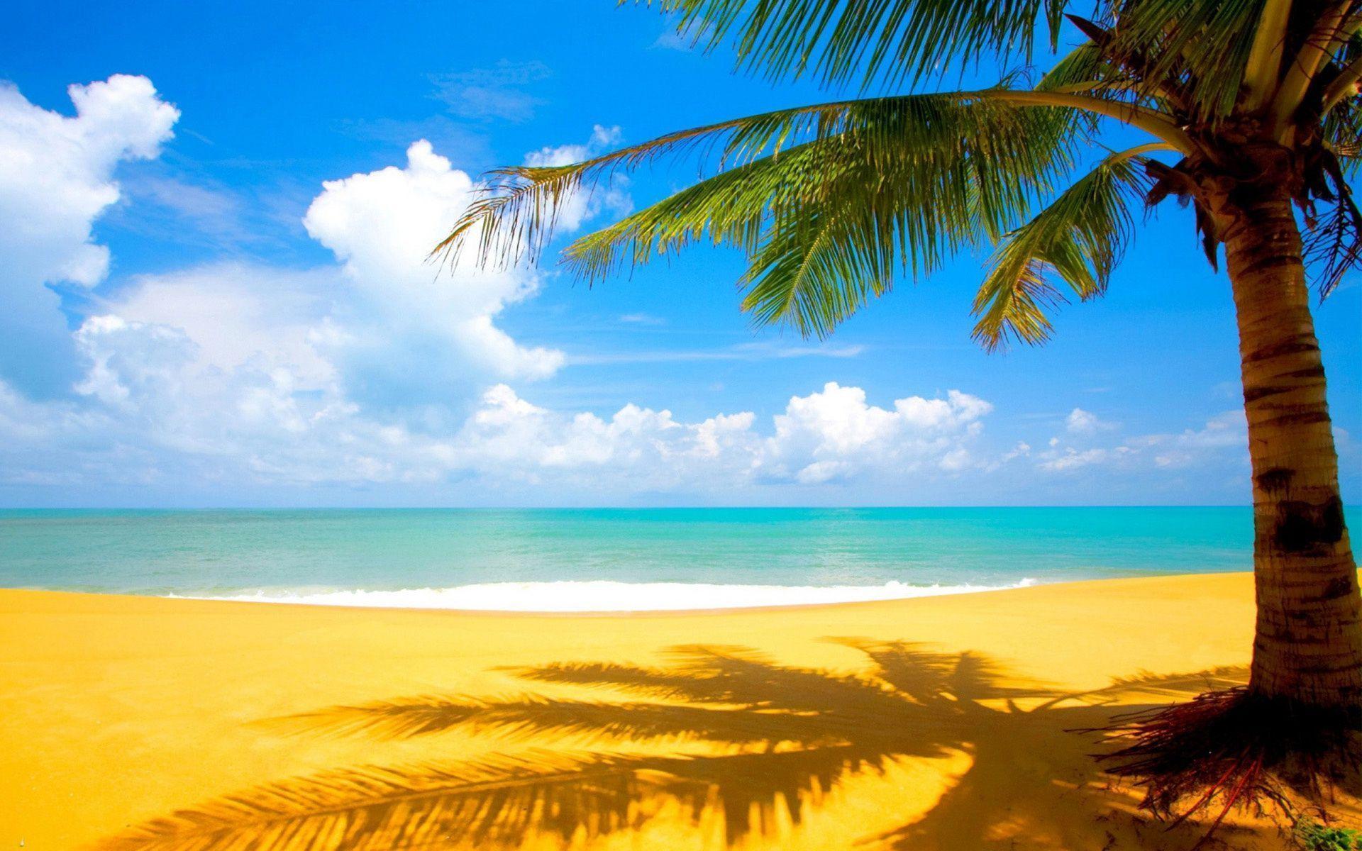 Beach Palm Tree HD Wallpaper Free Download. HD Free Wallpaper
