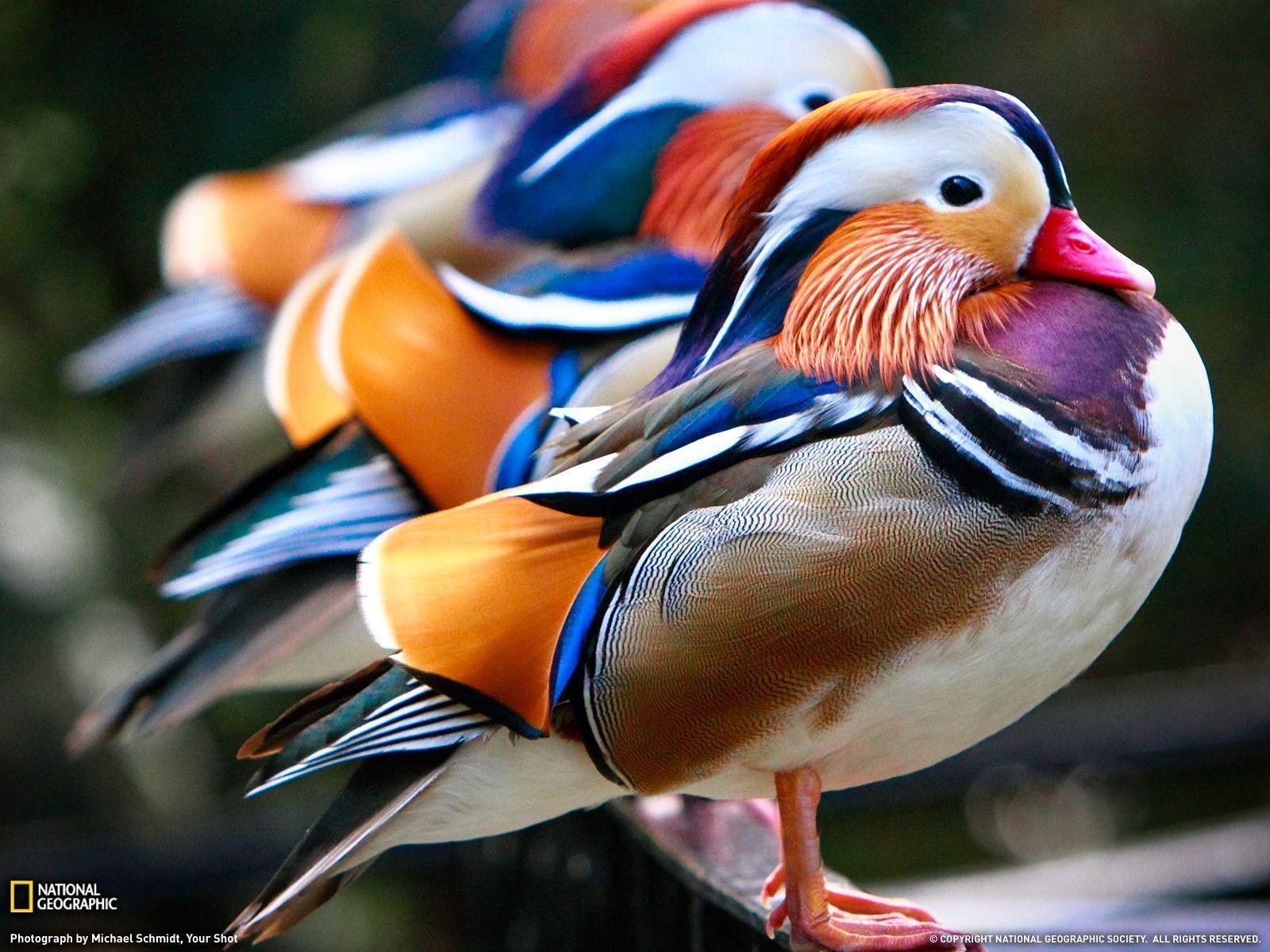 Colored birds desktop wallpaper. HD Nature Wallpaper