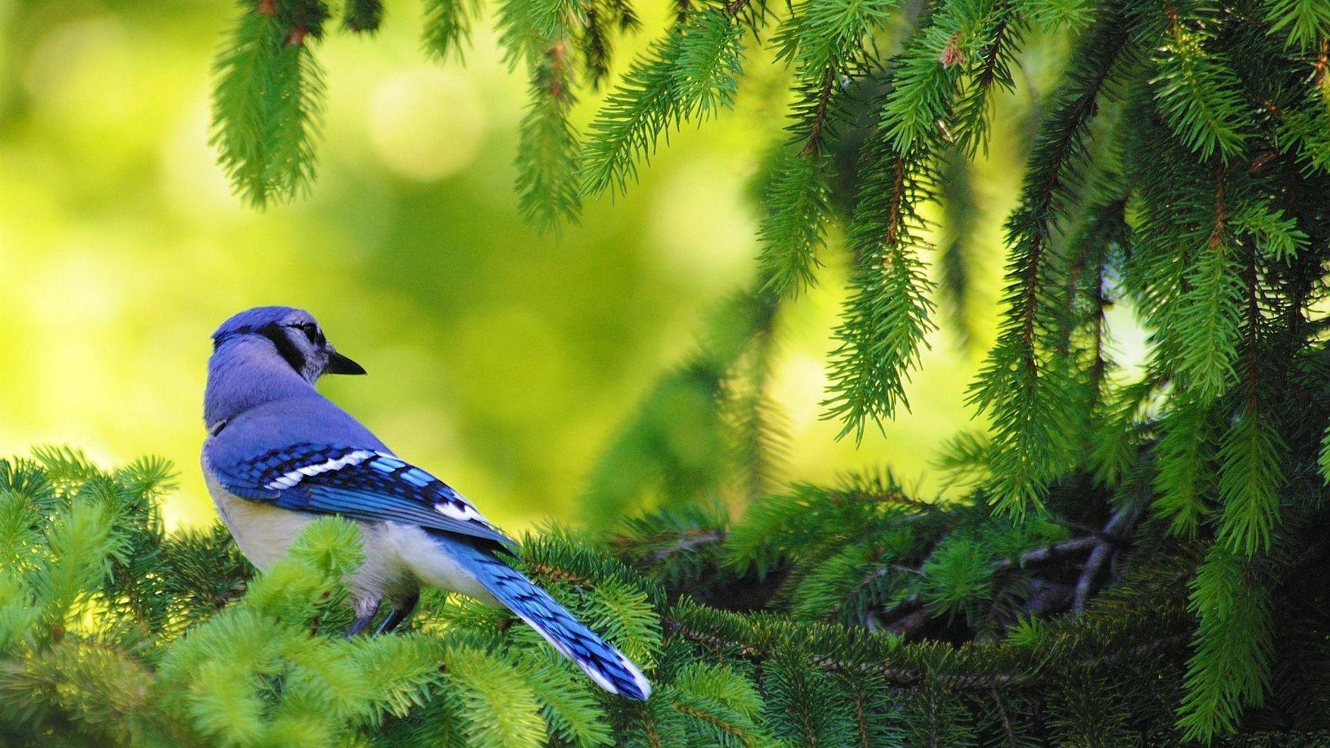 Download Blue Jay Bird Animal Graphy Wallpaper. Full HD Wallpaper