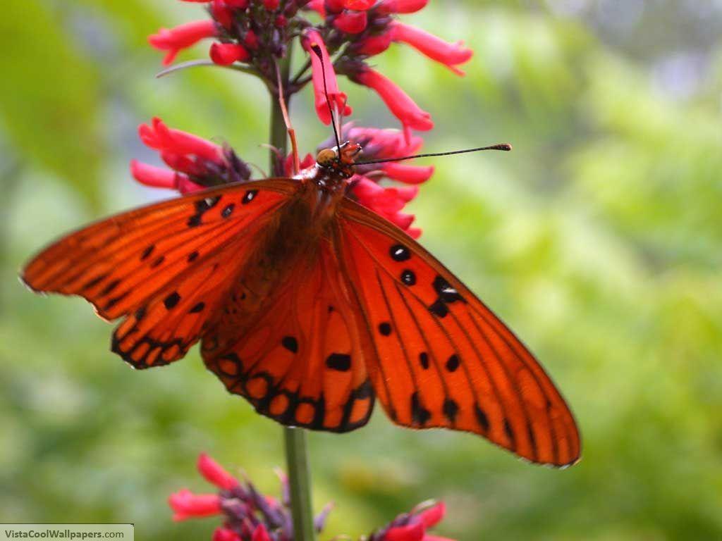 Red Butterfly Wallpaper 10371 HD Wallpaper in Cute