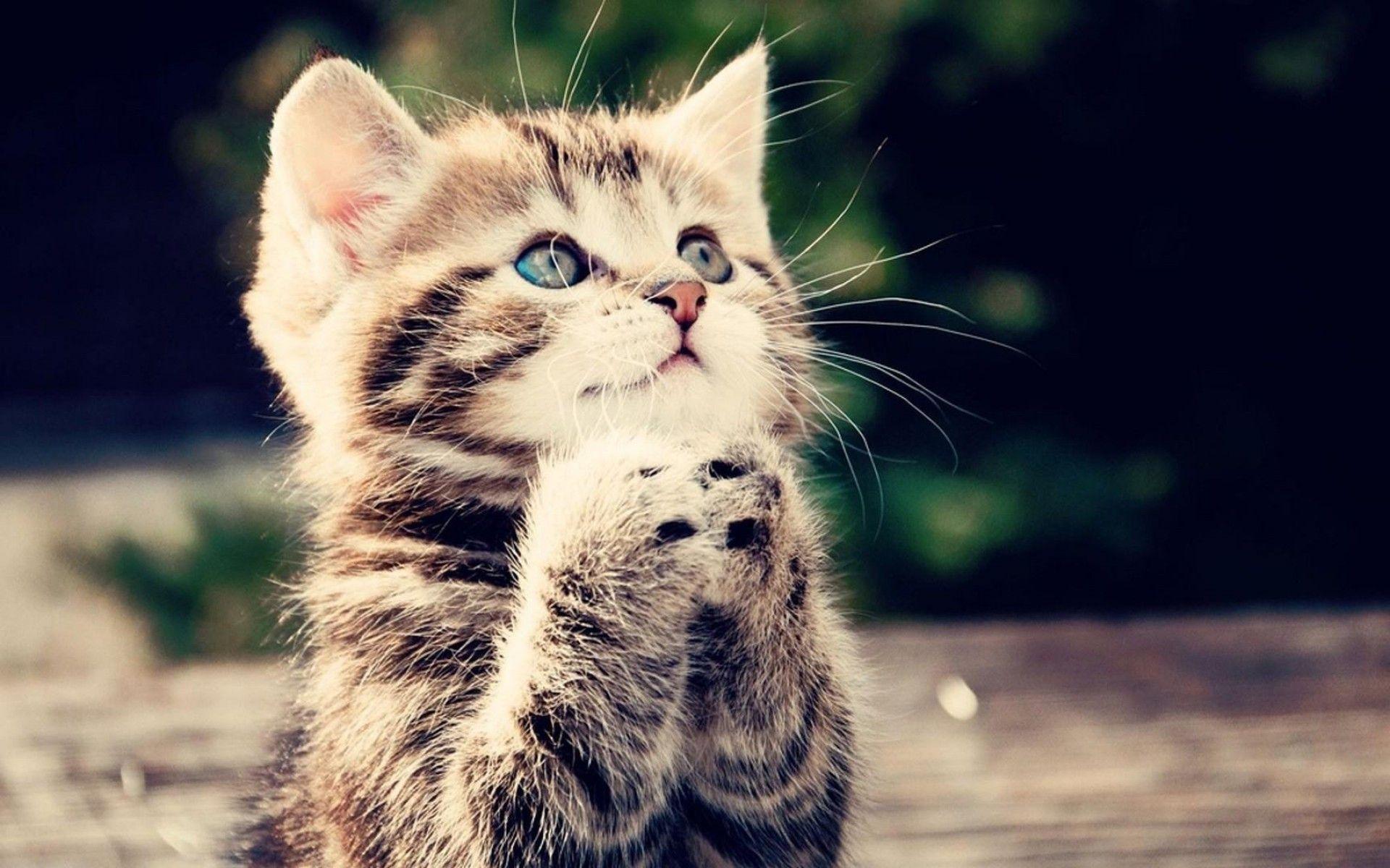 Cute Kitten Download Free Beautiful HD Wallpaper Of Animal Baby
