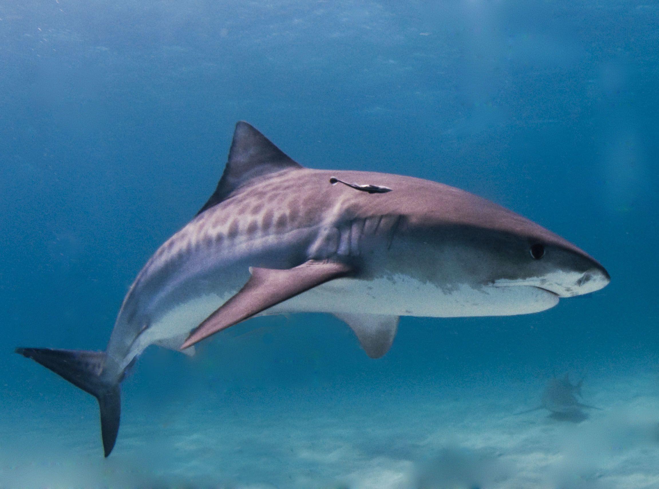 Tiger shark photo and wallpaper. Nice Tiger shark picture