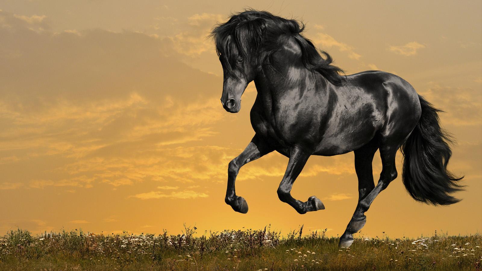 Horse HD Wallpaper Live Apps on Google Play