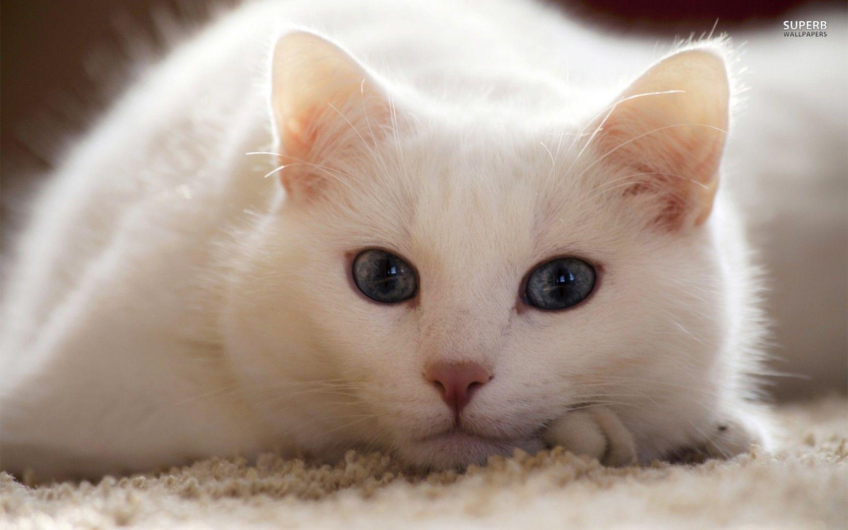  White  Cat  Wallpapers Wallpaper Cave
