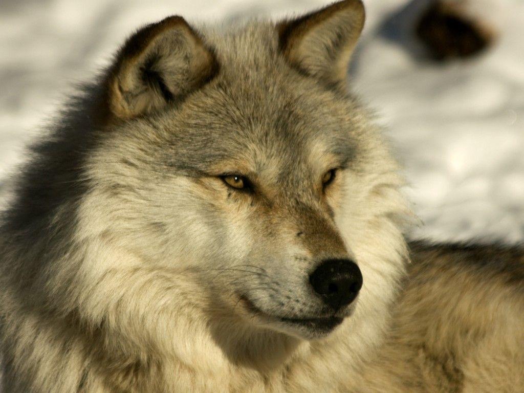 Best Gray wolf Image 04