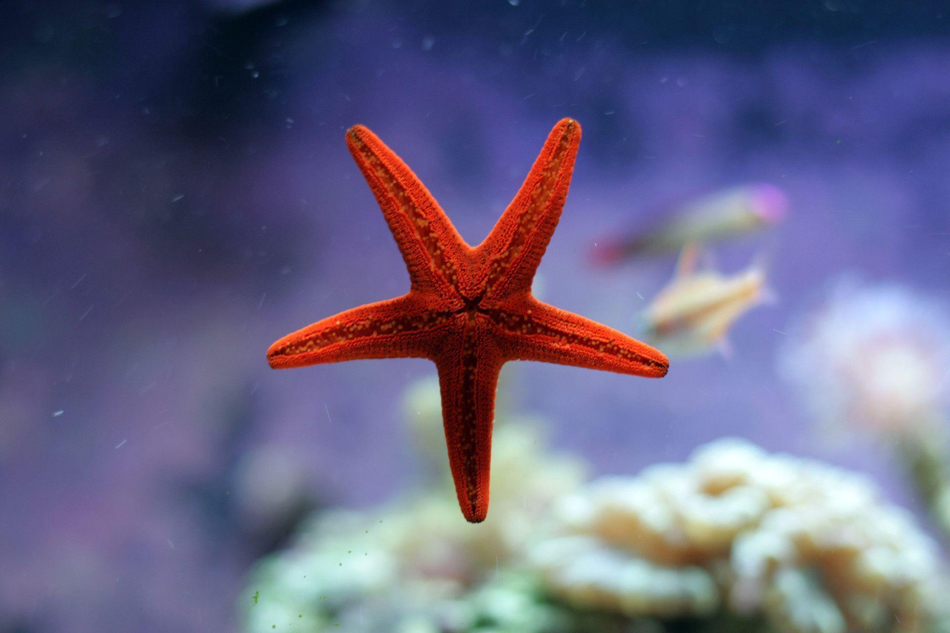 Related Picture Red Starfish Animals Wallpaper Car Picture