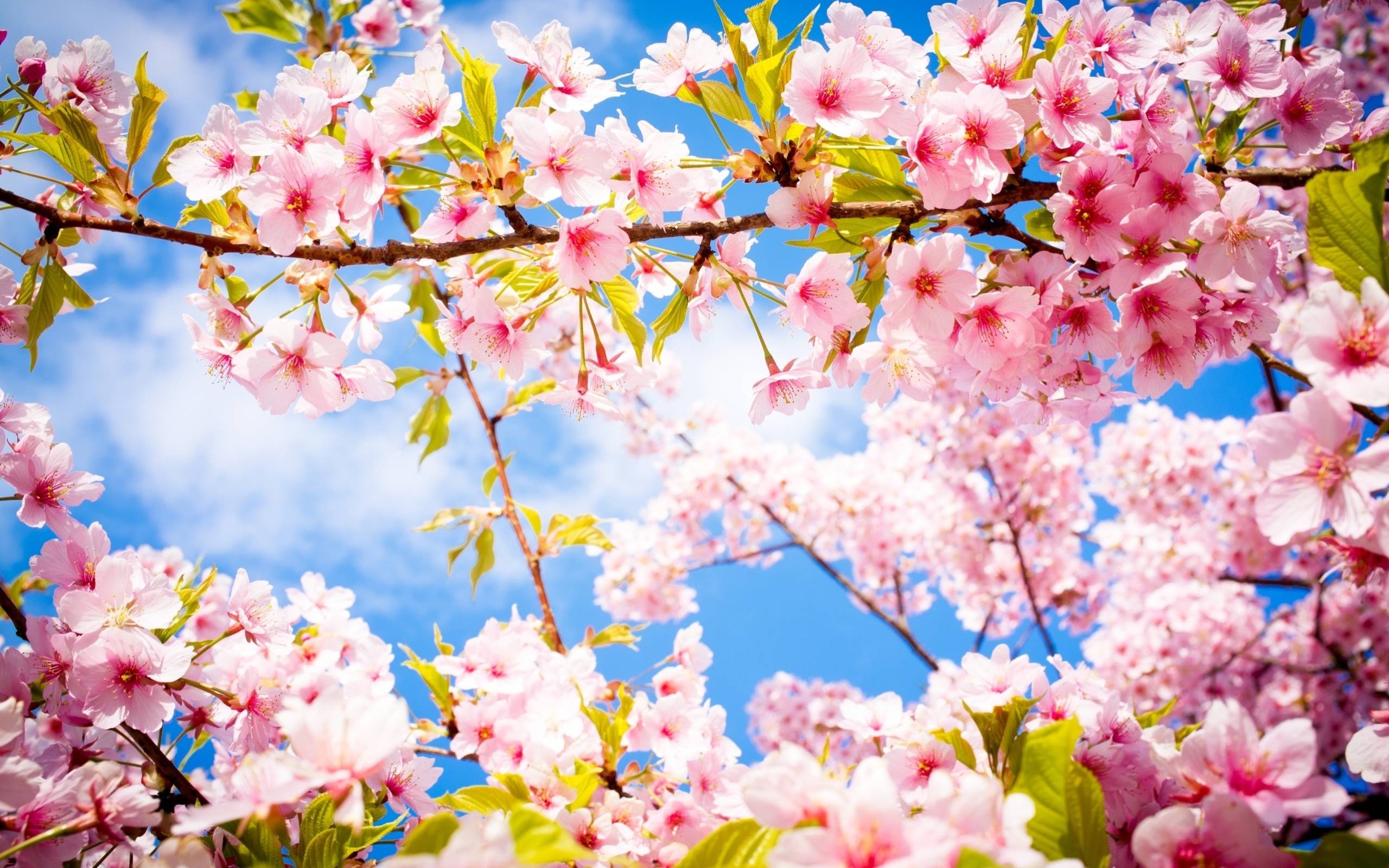 Wallpapers For > Beautiful Spring Flowers Wallpapers
