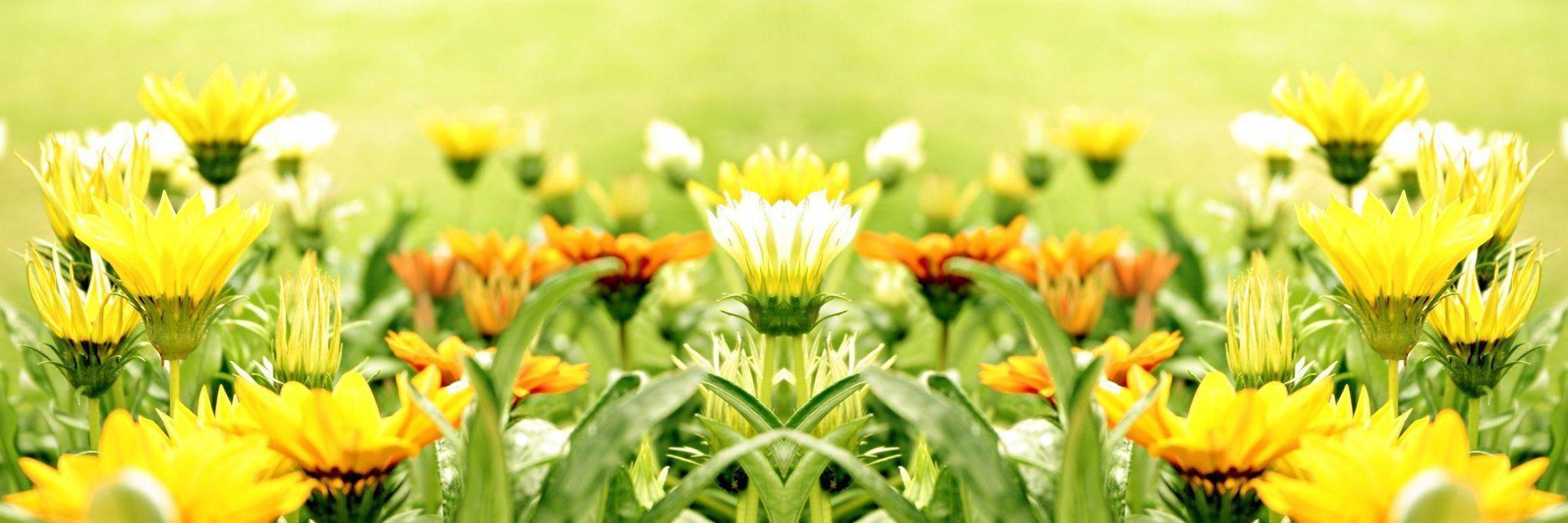 Yellow Flower Wallpapers and Pictures