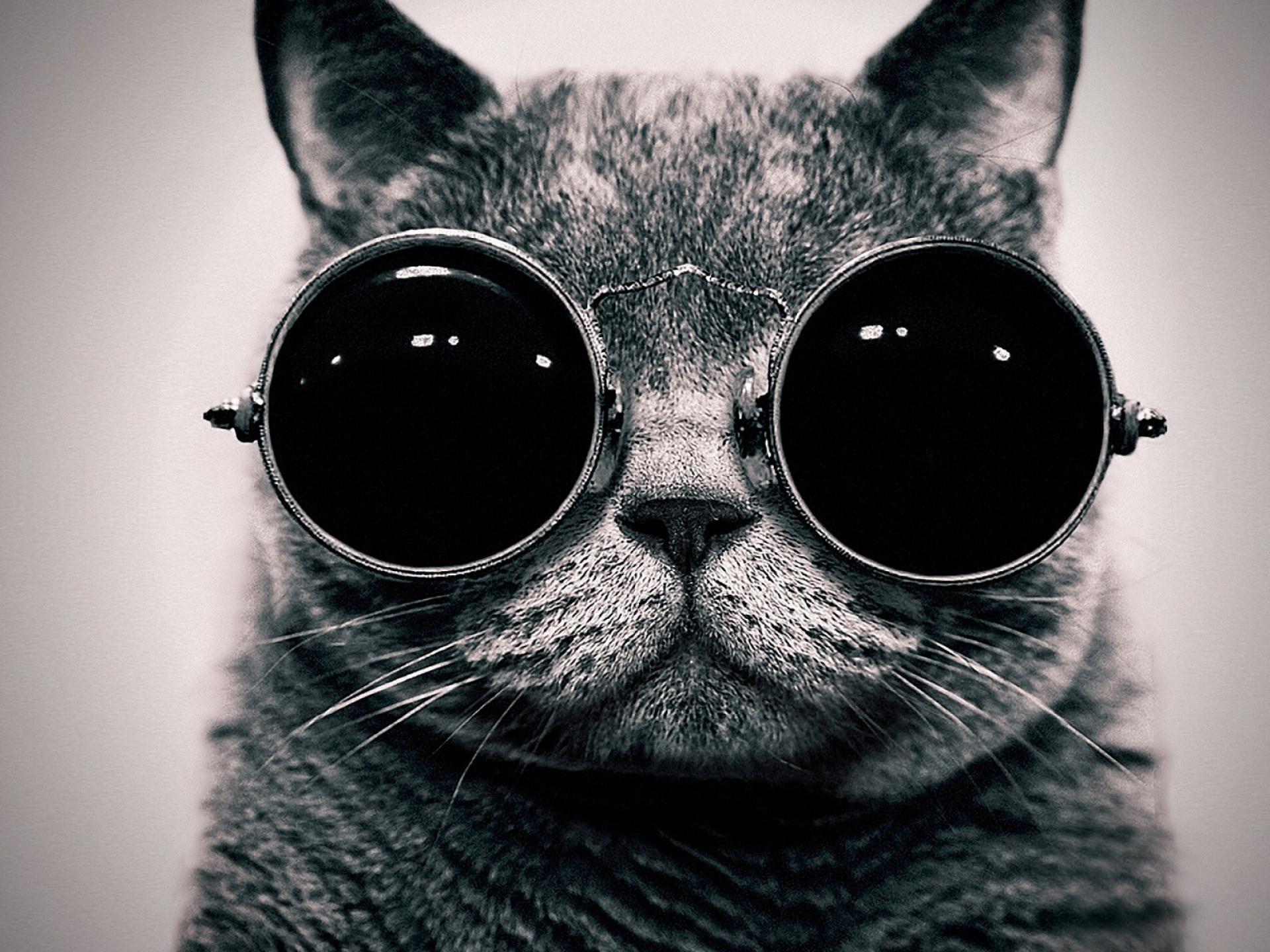 Cats Animals Glasses Sunglasses Hippie Most HD Wallpaper 1920