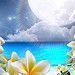 Gallery For > Blue Frangipani Wallpaper