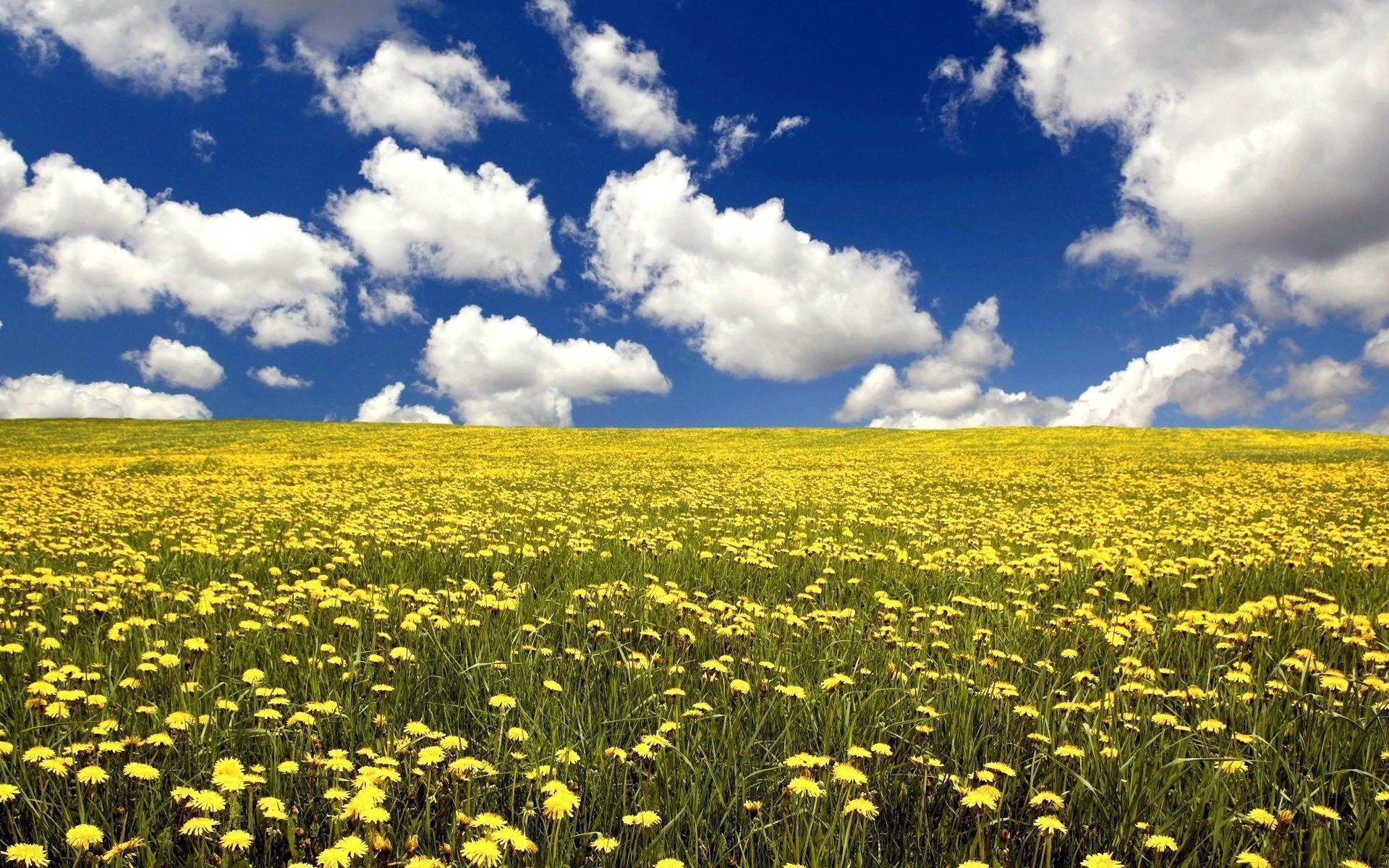 Summer flower field and blue sky Wallpaper Wallpaper 71925