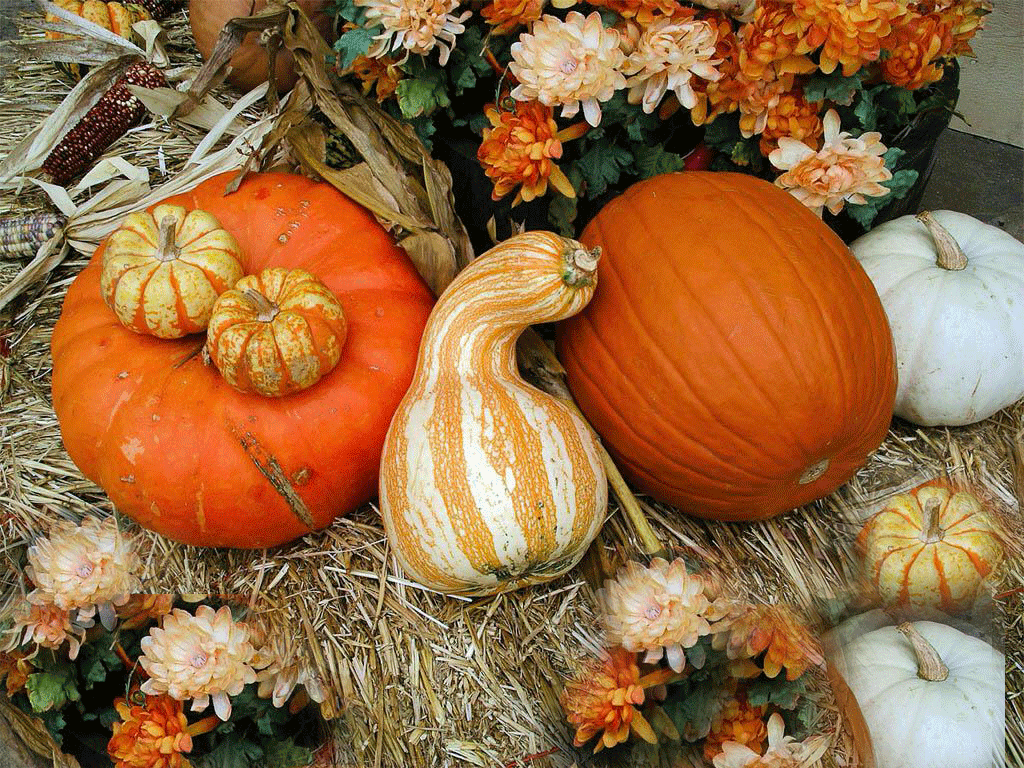 Free Halloween Wallpaper blog: Thanksgiving Desktop