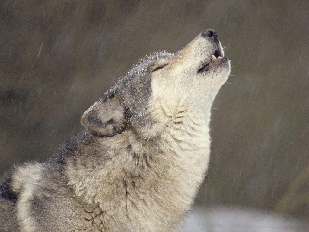 Best Gray wolf Image 03
