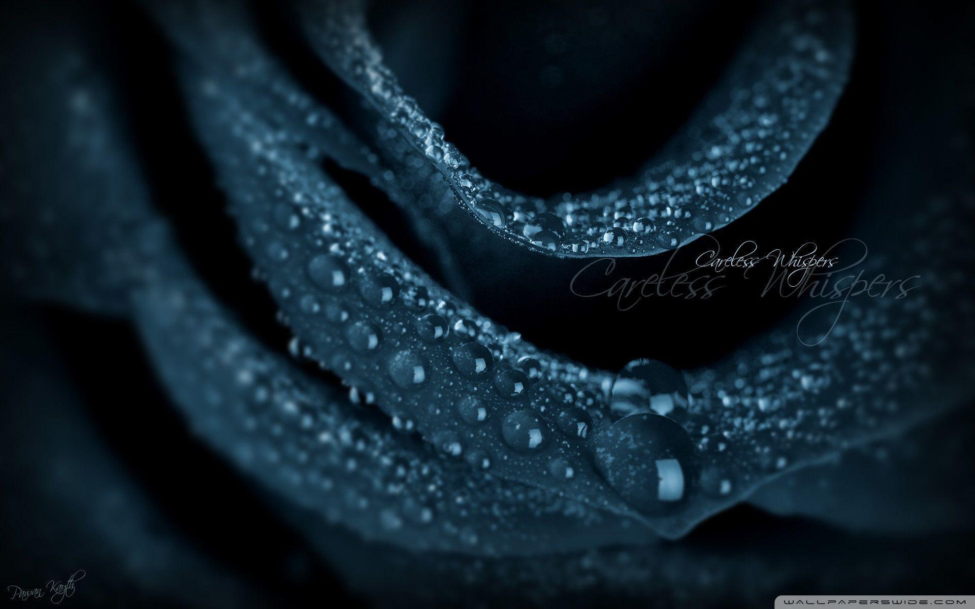 Black Rose Wallpaper. TanukinoSippo